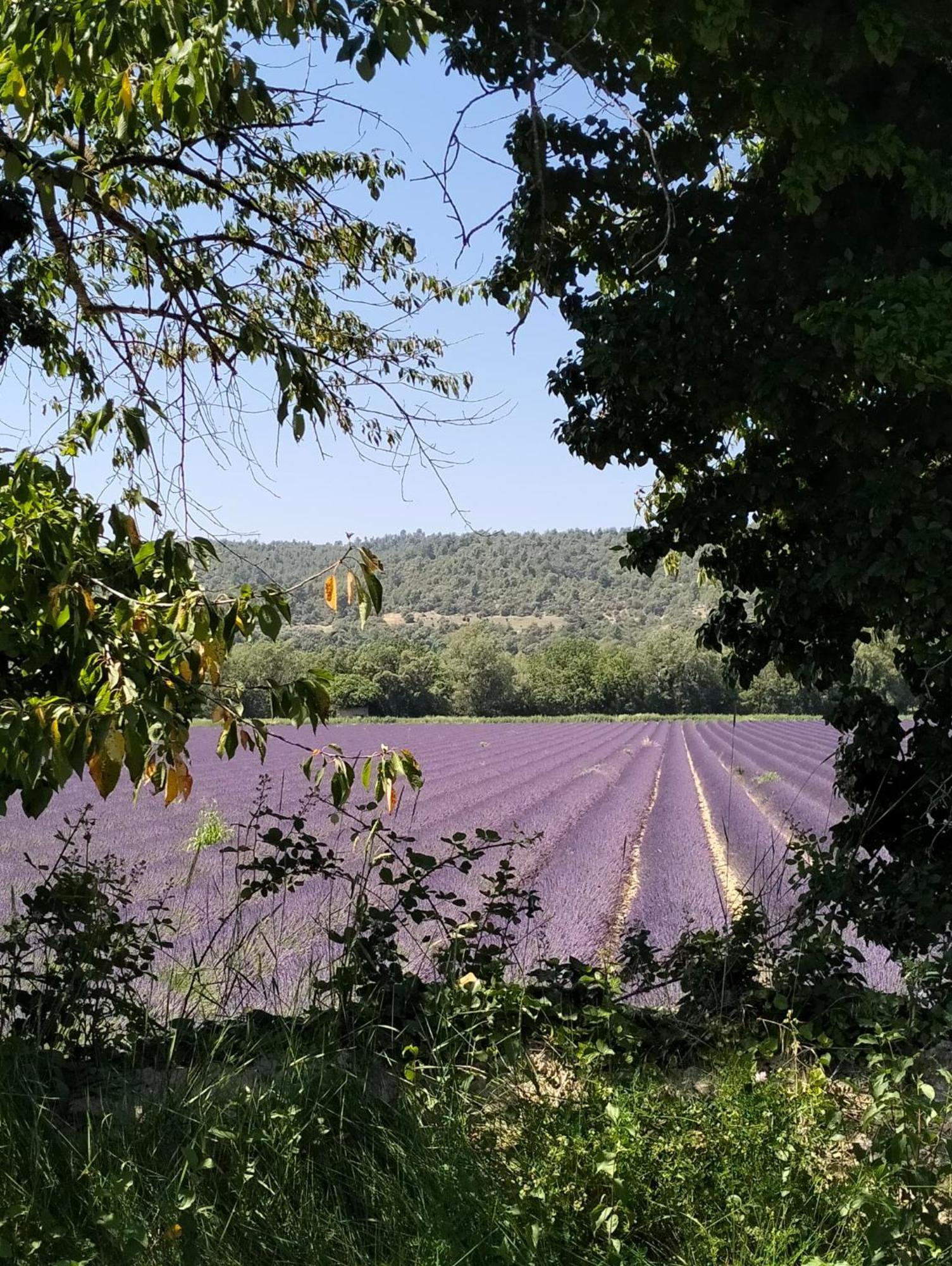 La Provence Vous Attend***!!! - 1Er Etage Digne-les-Bains Exteriör bild